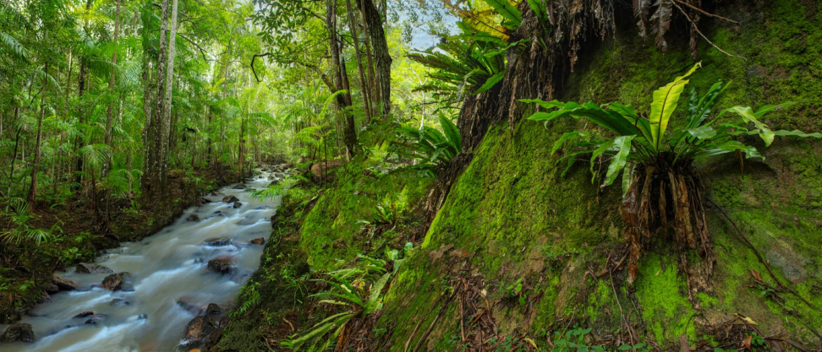Rainforest Walk